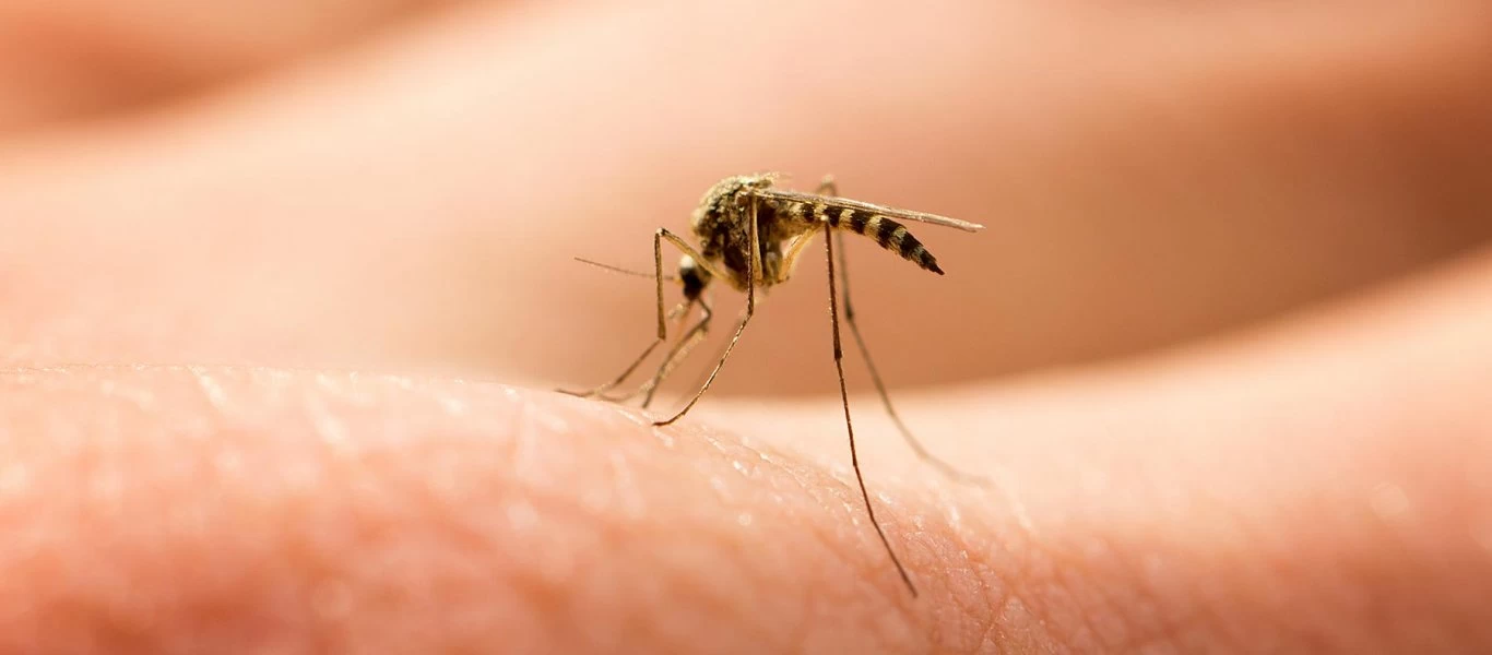 Έχετε αναρωτηθεί; - Γιατί τα κουνούπια προτιμούν να τσιμπούν περισσότερο κάποιους και κάποιους όχι;